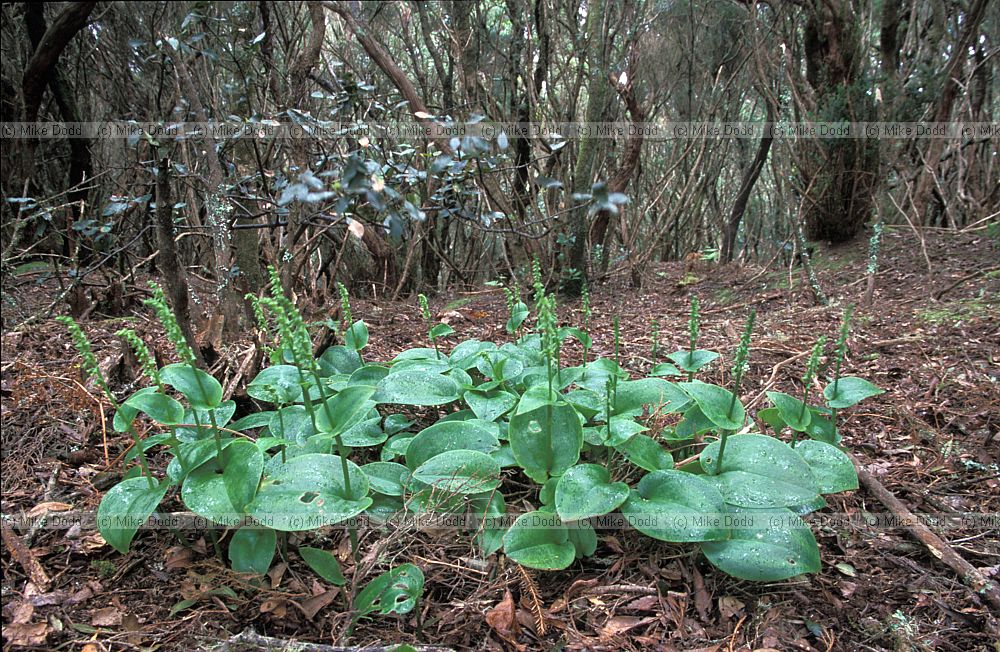 Gennaria diphylla