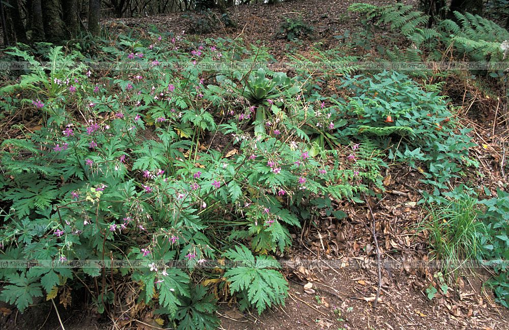 Geranium canariense Canary endemic