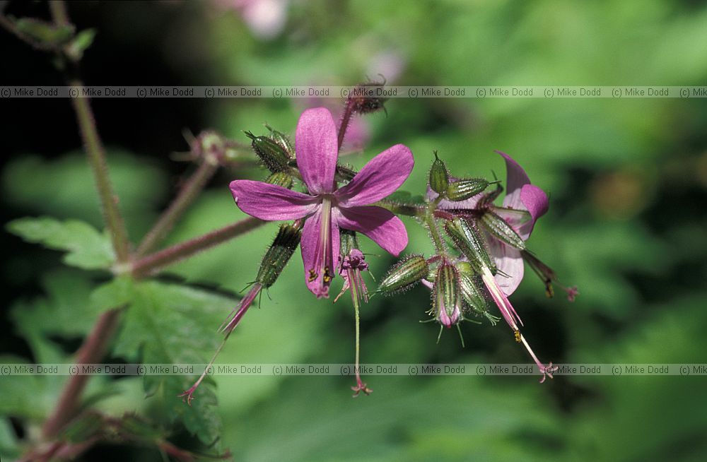 Geranium canariense Canary endemic