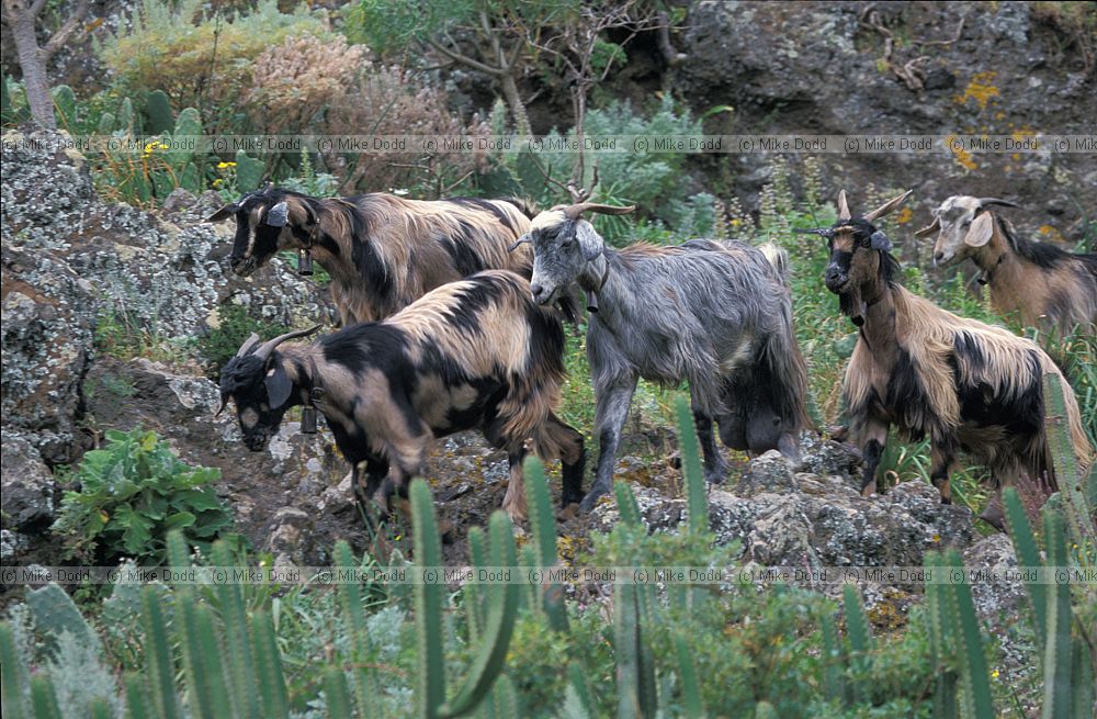 Goats eating native vegetation Igueste