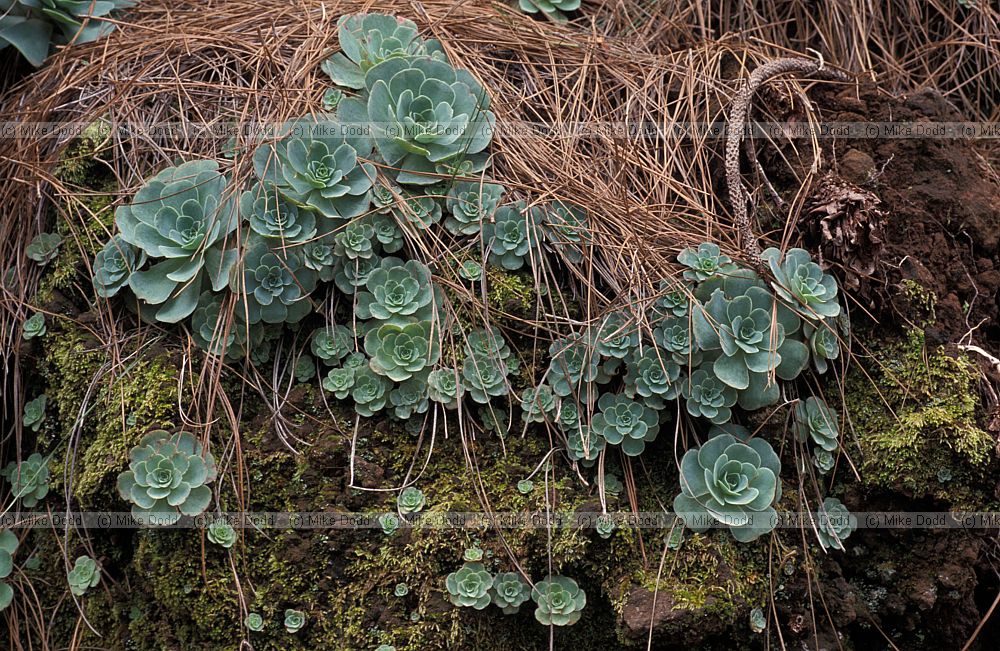 Greenovia aurea
