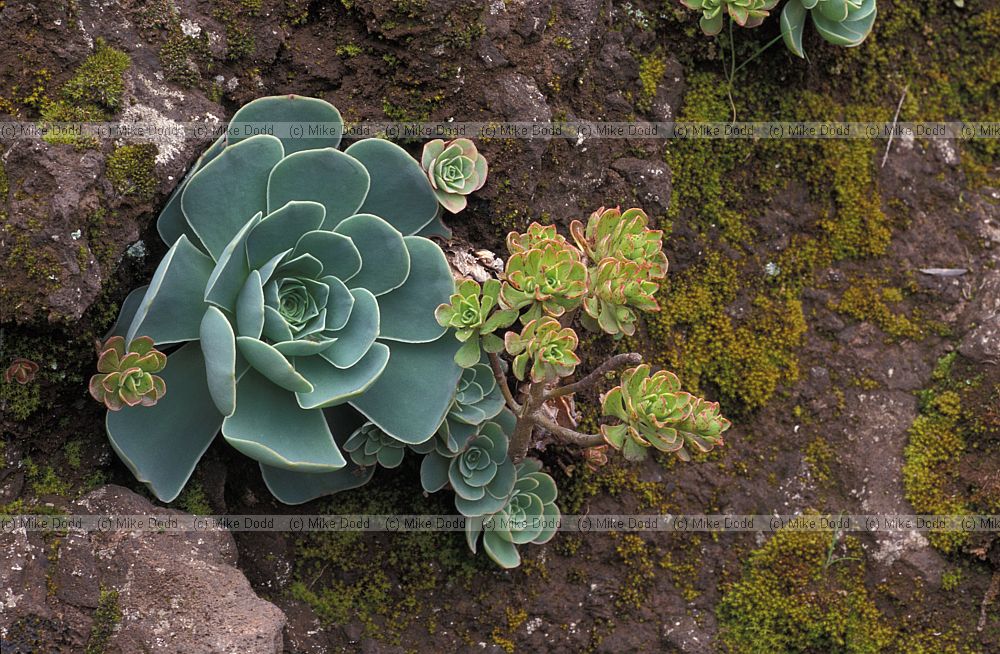 Greenovia aurea and Aeonium spathulatum