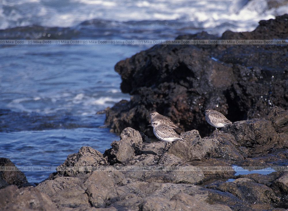 Grey plover on beach