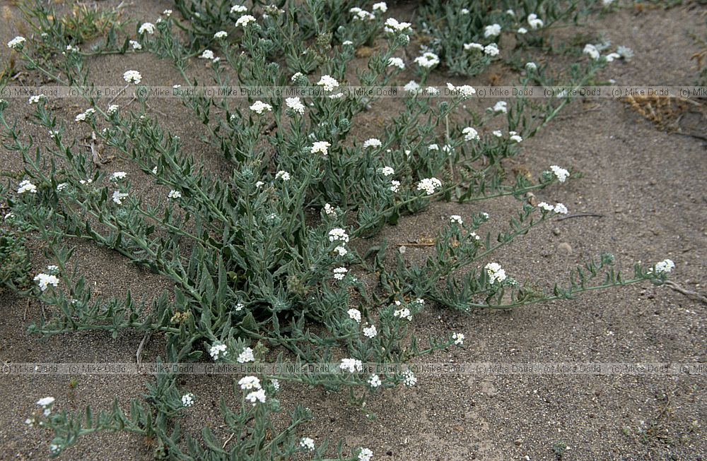 Heliotropium bacciferum