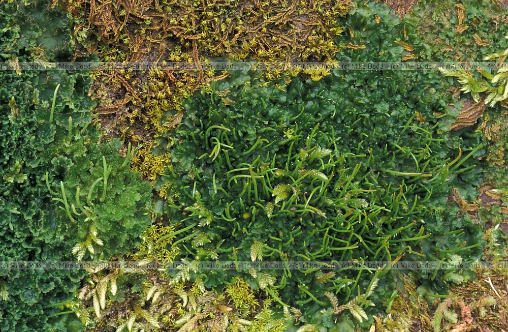 Hornwort Anthocerotales