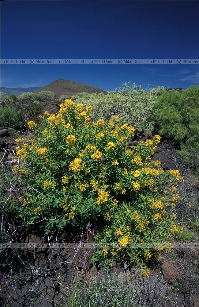 Hypericum canariense Granadillo macaronesian endemic