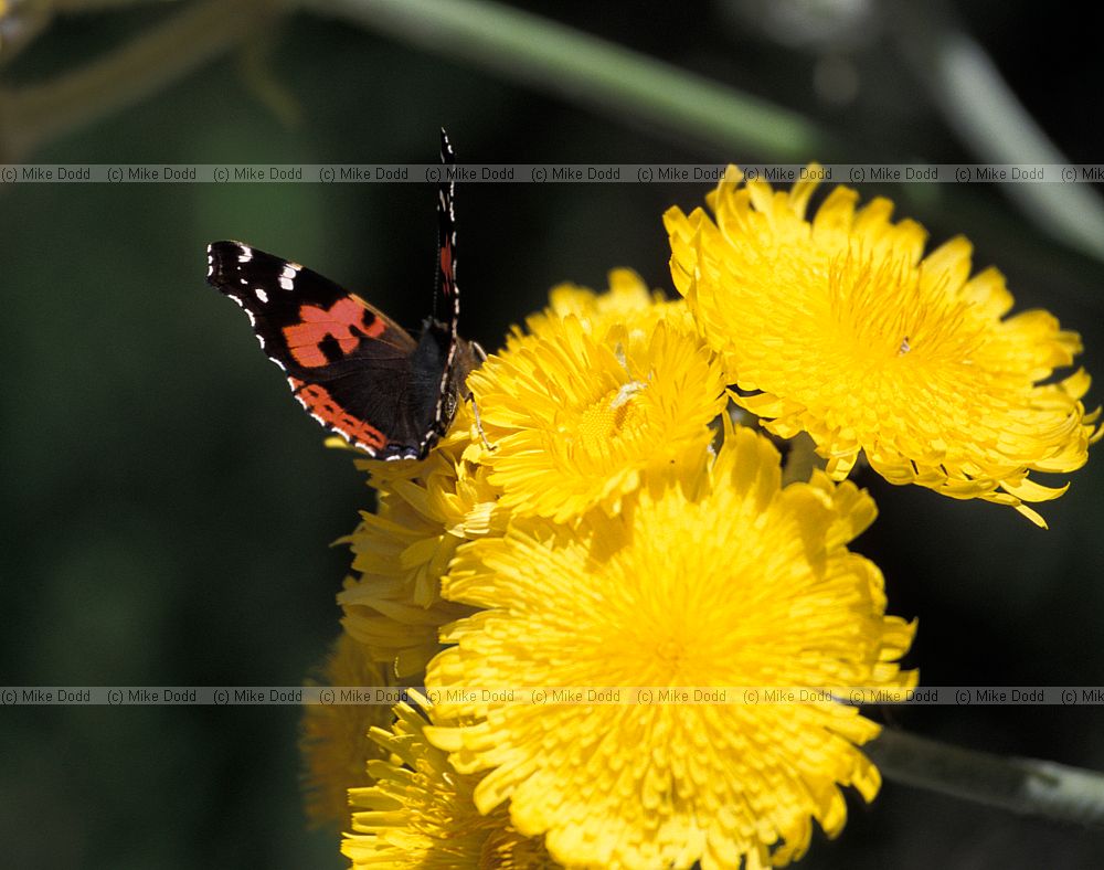 Vanessa indica callirhoe Indian Red Admiral macaronesian subspecies