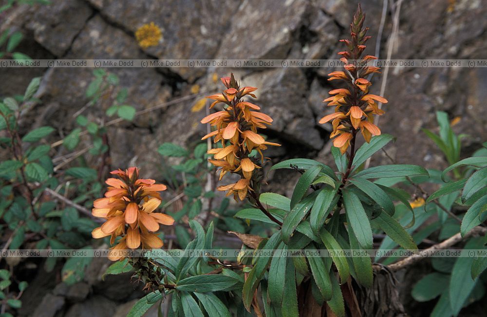Isoplexis canariensis Cresta de Gallo Canary endemic