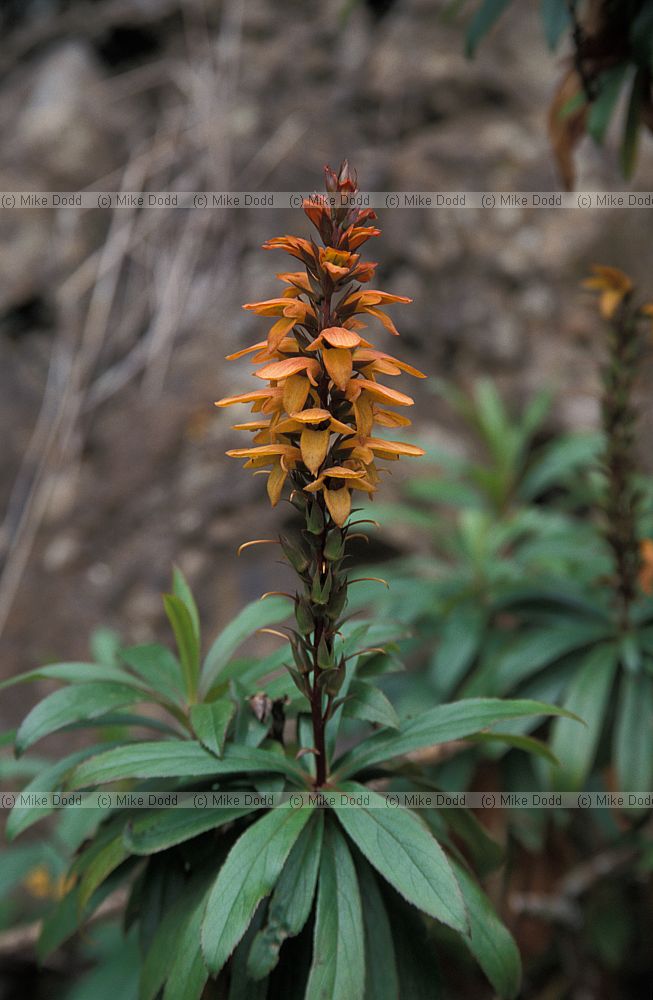 Isoplexis canariensis Cresta de Gallo Canary endemic