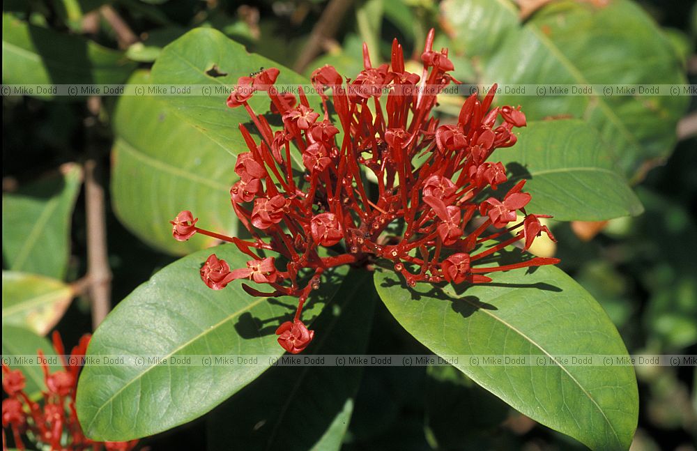 Ixora coccinea at botanic garden