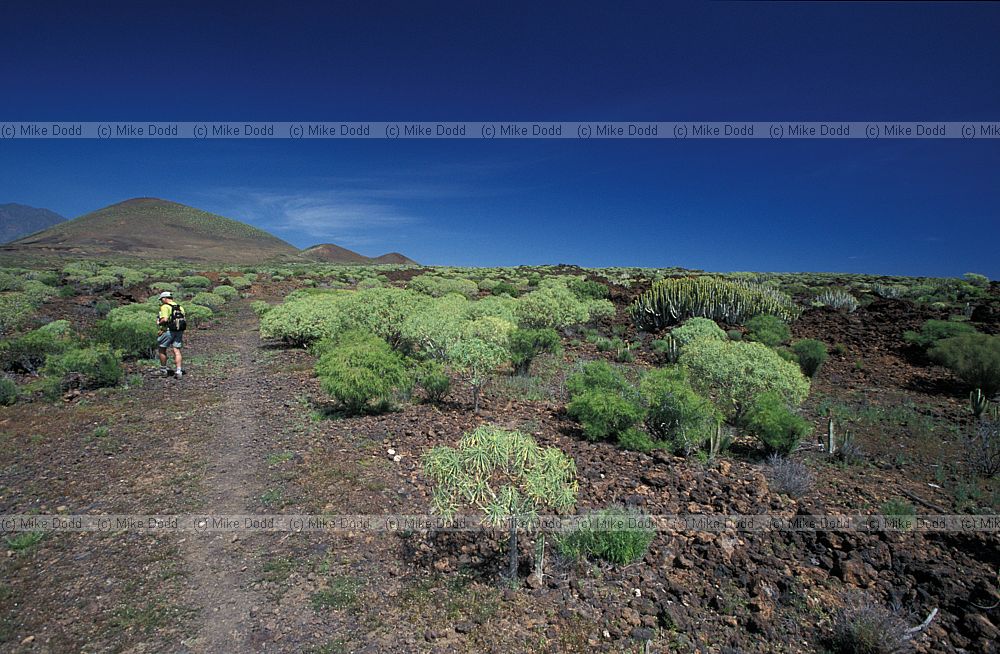 Jonathan Silvertown in euphorbia area at Guimar