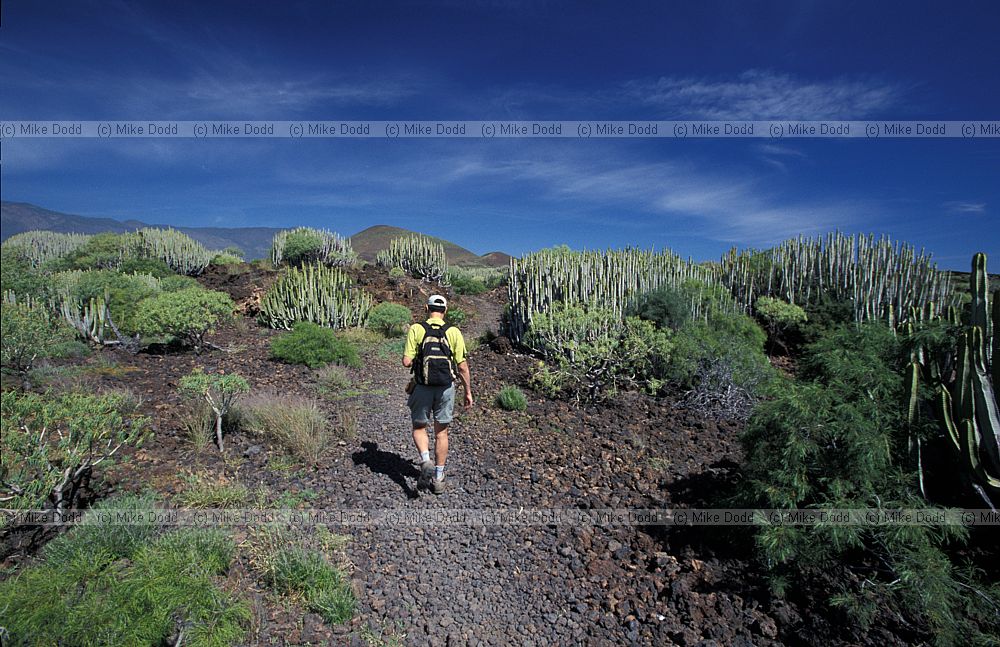 Jonathan Silvertown in euphorbia area at Guimar