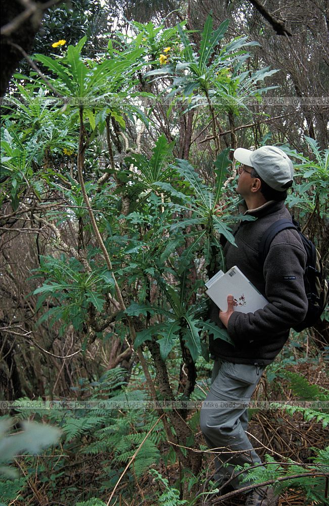 Jonathan Silvertown with Sonchus congestus Anaga