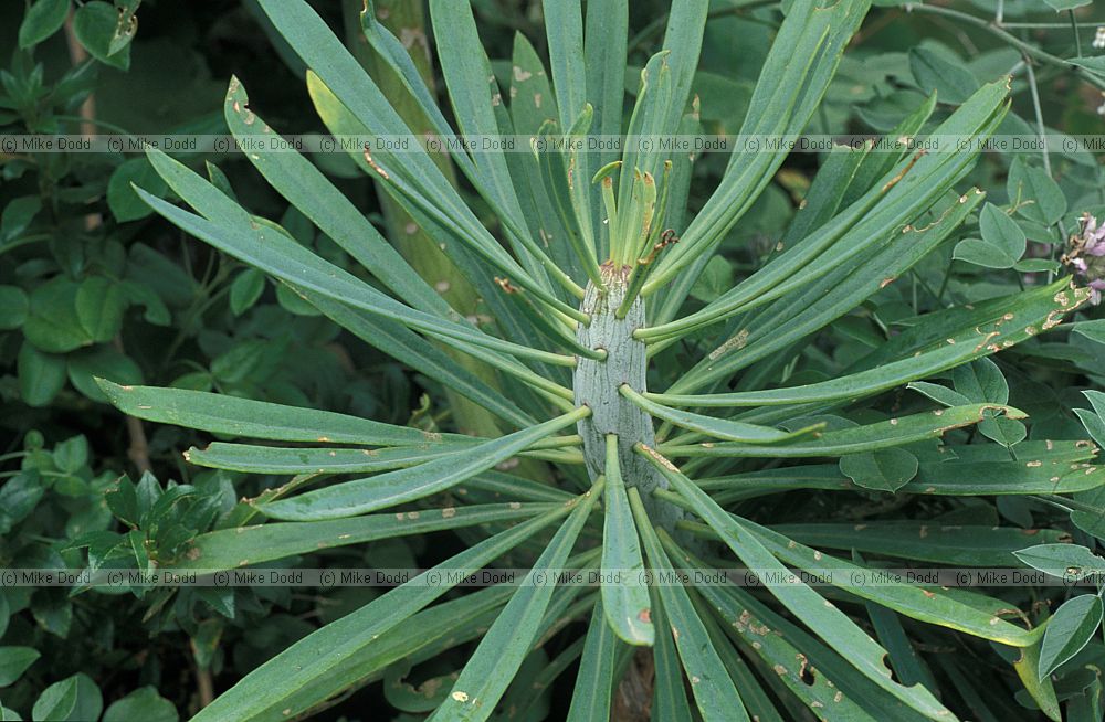 Kleinia neriifolia Berode Canary endemic
