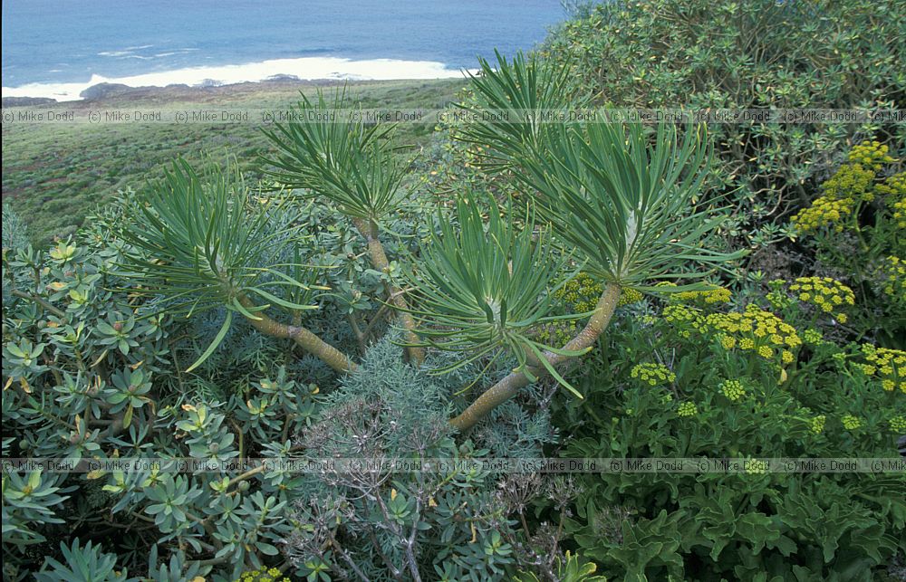 Kleinia neriifolia Berode Canary endemic