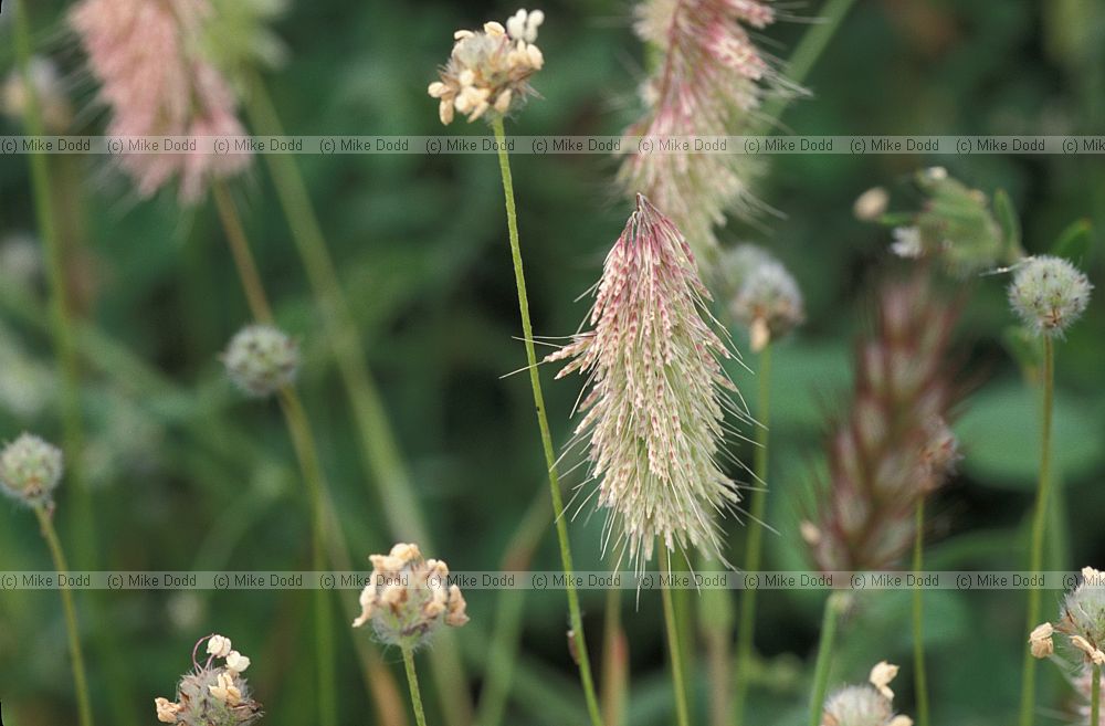 Lamarkia aurea grass