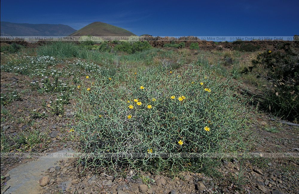 Launaea arborescens Aulaga