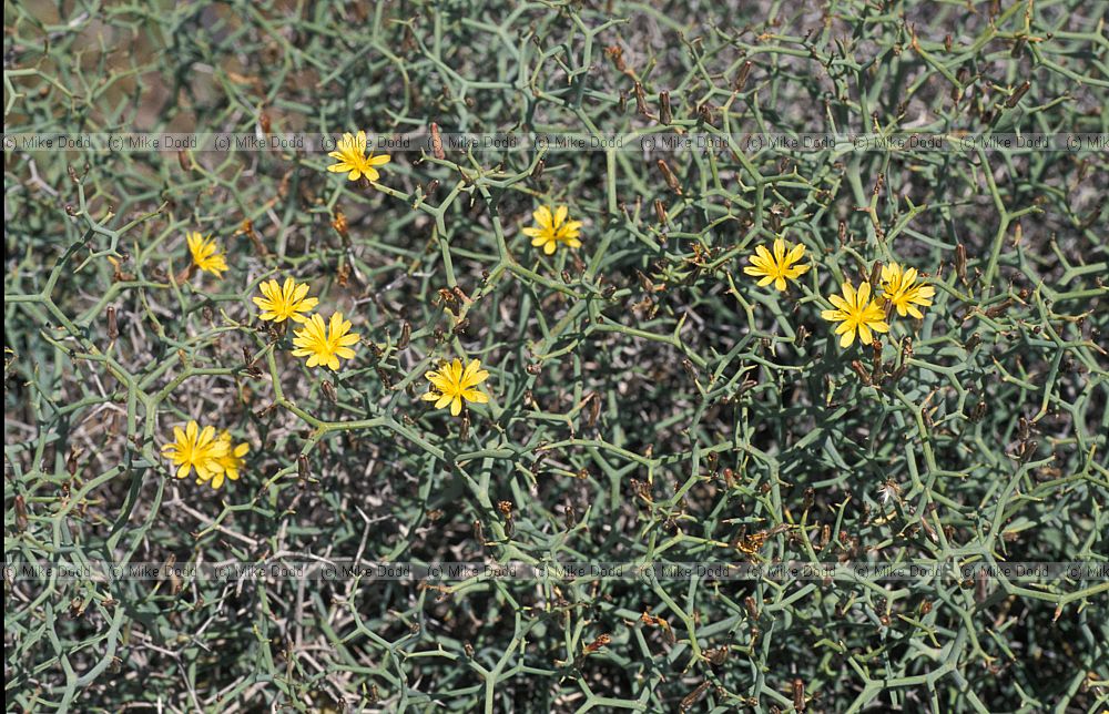 Launaea arborescens Aulaga