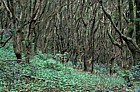 Laurel forest interior Anaga