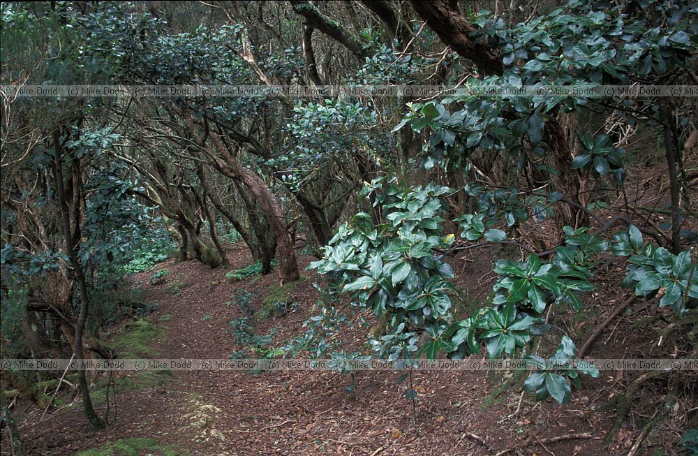 Laurel forest interior Anaga