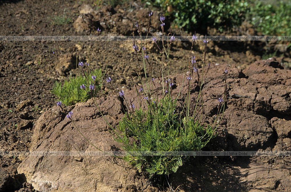 Lavandula canariensis