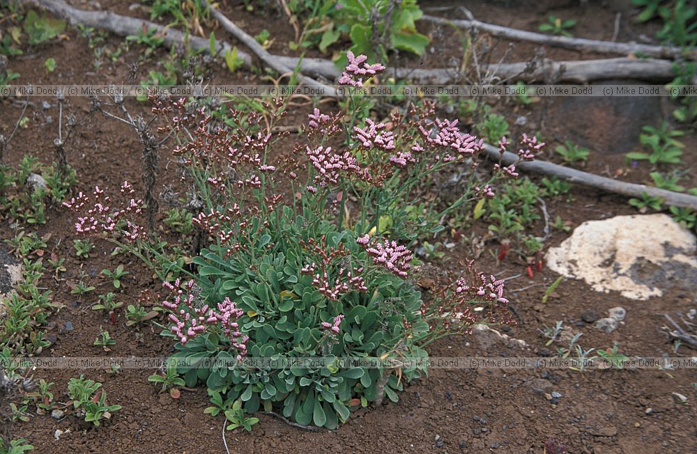 Limonium pectinatum macaronesian endemic