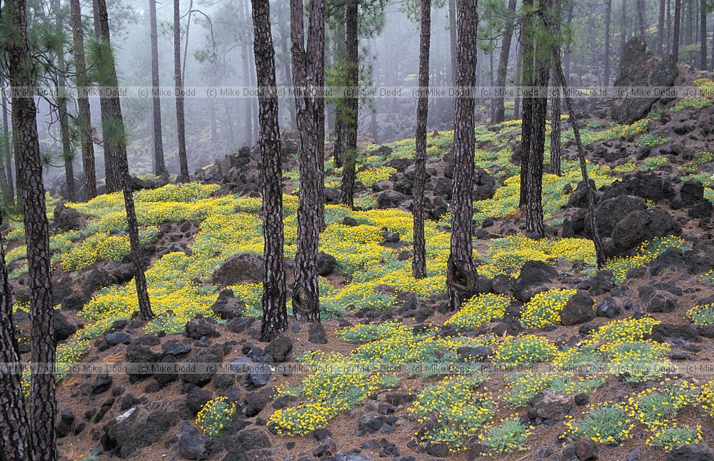 Lotus campylocladus Corazoncillo in the Canary pine forest mt Teide Canary endemic