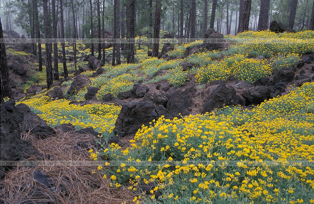 Lotus campylocladus Corazoncillo in the Canary pine forest mt Teide Canary endemic