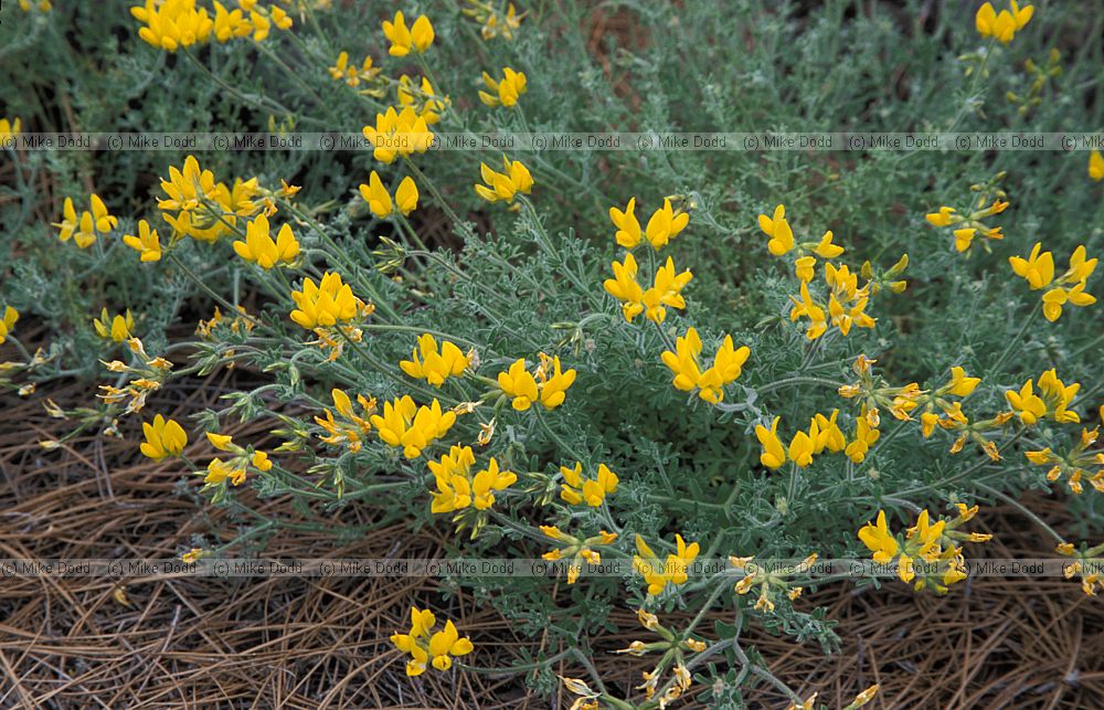 Lotus campylocladus Corazoncillo in the Canary pine forest mt Teide Canary endemic