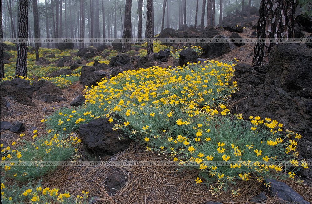Lotus campylocladus Corazoncillo in the Canary pine forest mt Teide Canary endemic