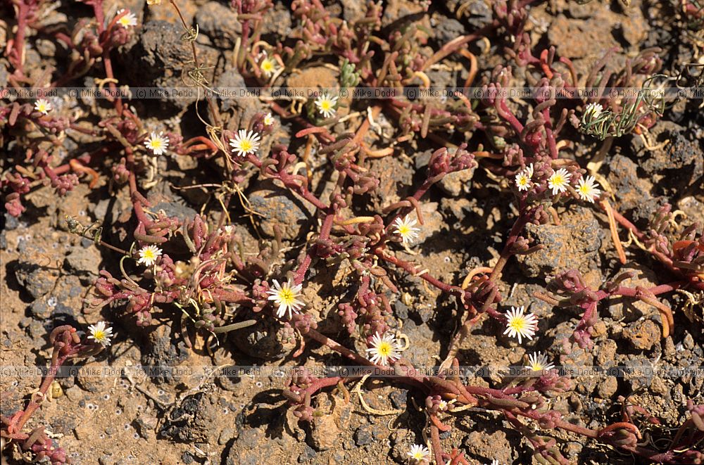 Mesembryanthemum nodiflorum