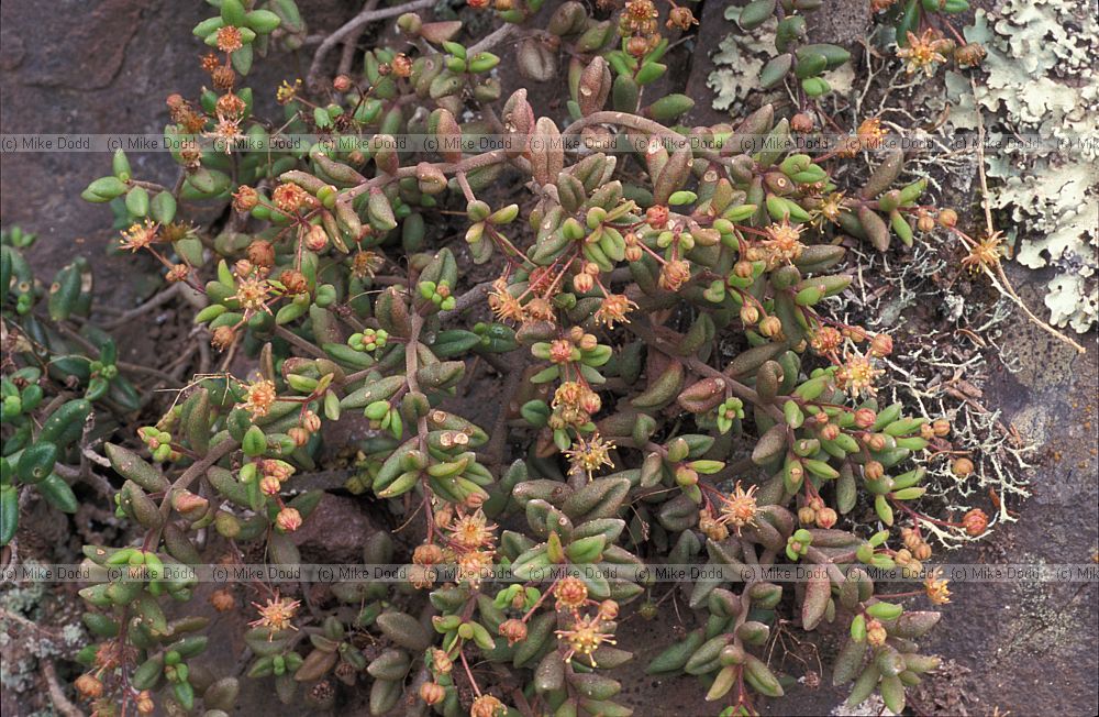 Monanthes anagensis possibly
