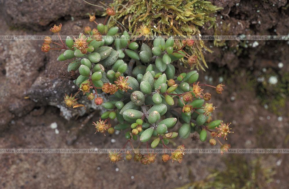 Monanthes laxiflora