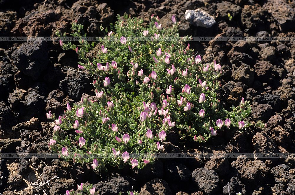 Ononis pendula (?)