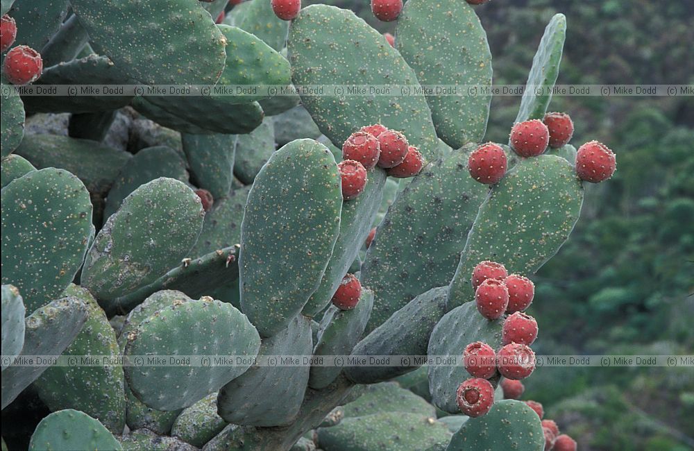 Opuntia sp