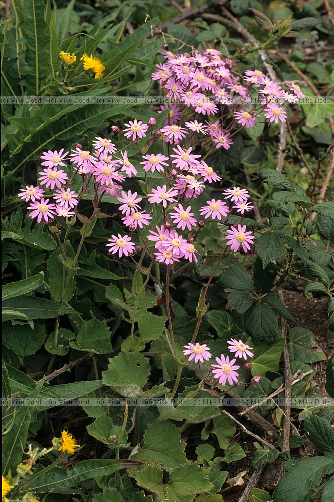 Pericallis tussilaginis