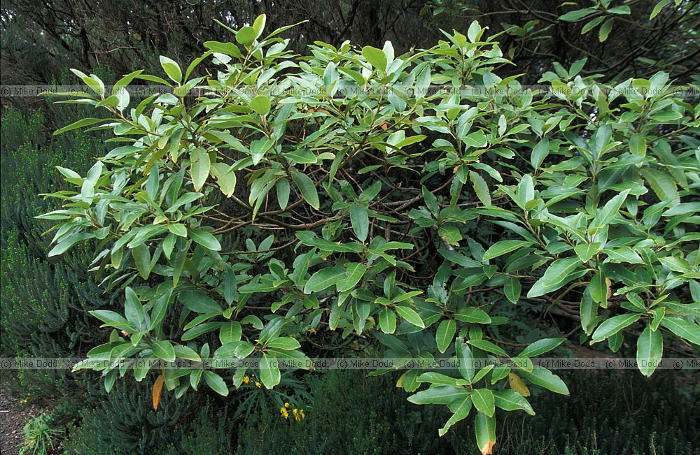 Persea indica Vinatigo macaronesian endemic