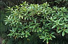 Persea indica Vinatigo macaronesian endemic