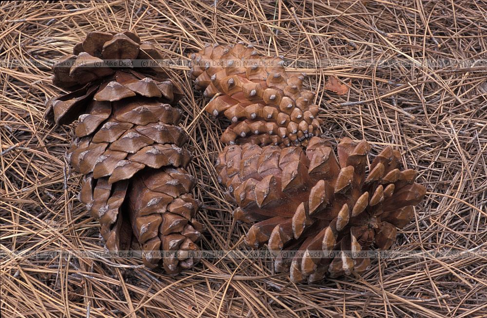 Pinus canariensis Pino Canario cones Canary endemic