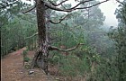 Pinus canariensis Pino Canario forest Canary endemic