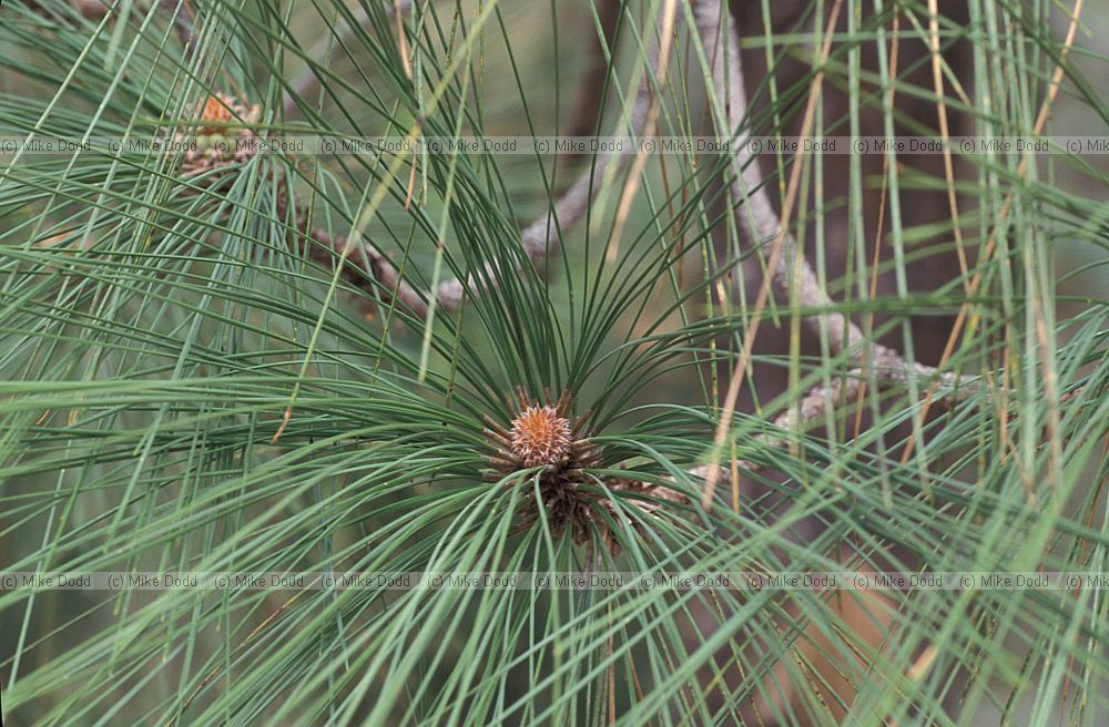 Pinus canariensis Pino Canario needes and bud Canary endemic