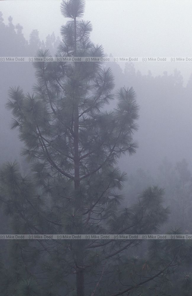 Pinus canariensis Pino Canario forest in mist Canary endemic