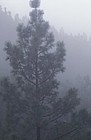Pinus canariensis Pino Canario forest in mist Canary endemic