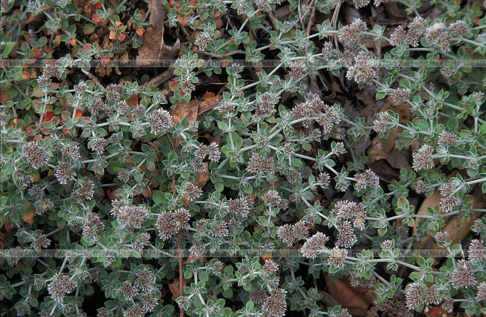 Polycarpaea latifolia