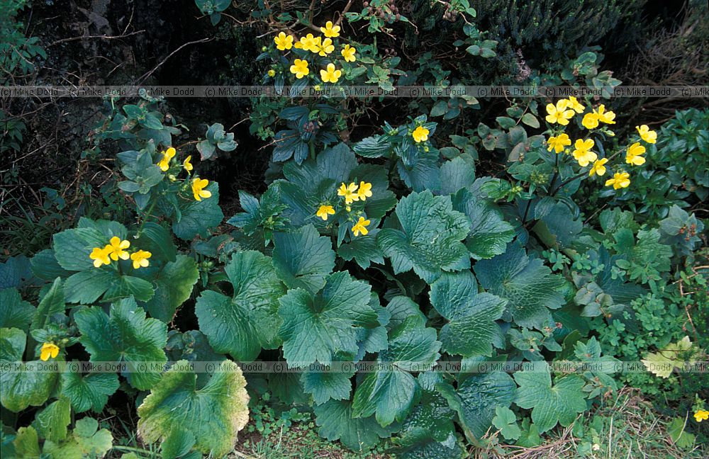 Ranunculus cortusifolius Morgallana macaronesian endemic