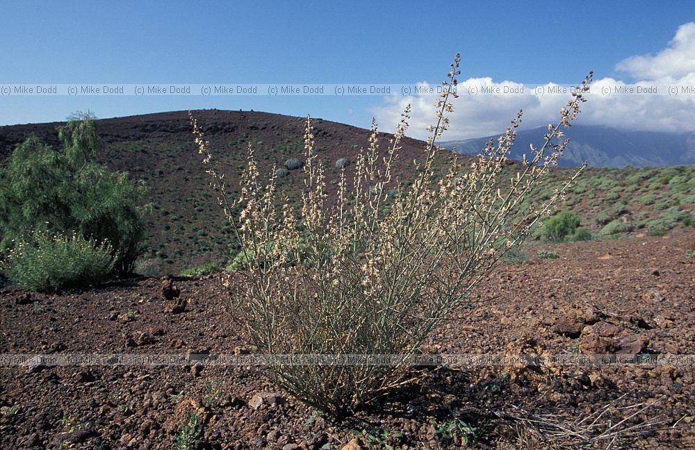 Reseda scoparia  Canary endemic