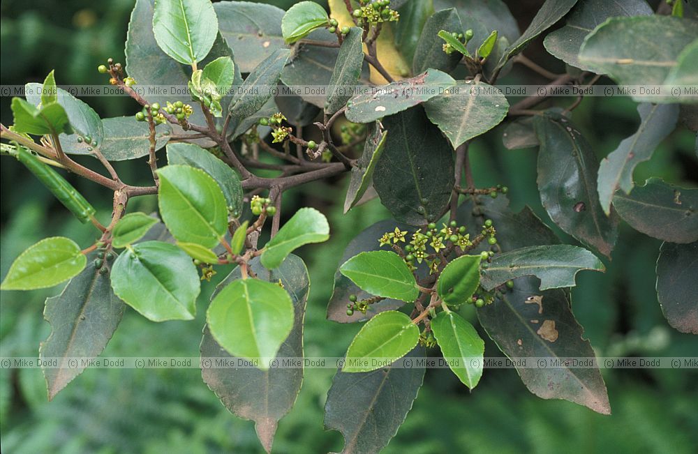 Rhamnus glandulosa Sanguino macaronesian endemic