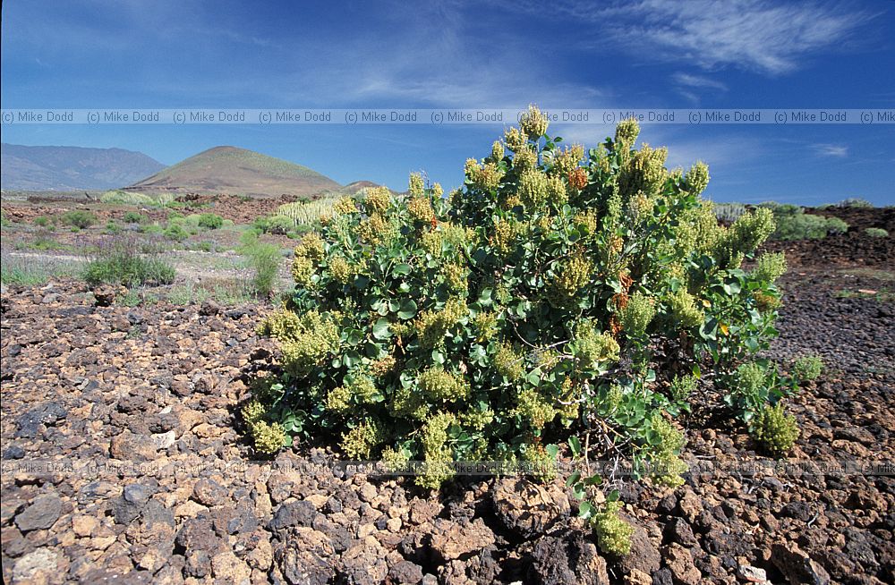 Rumex lunaria Vinagrera Canary endemic