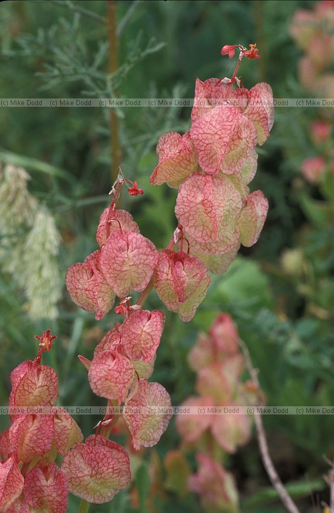 Rumex vesicarius