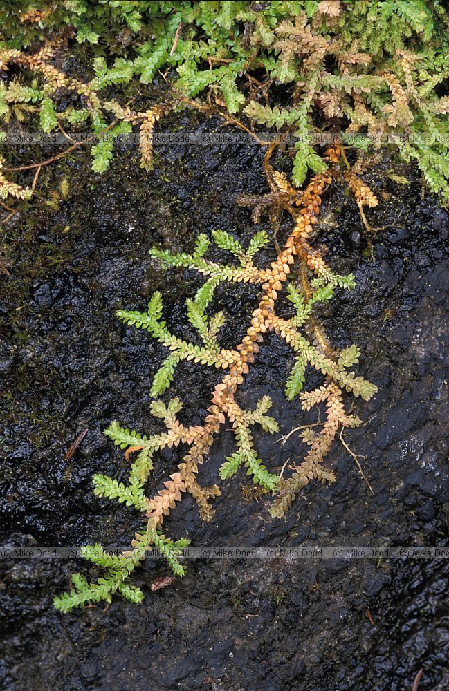 Selaginella denticulata